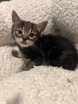 Rescue Tabby Cats for Adoption in Miami, Florida - Ophelia | PetCurious