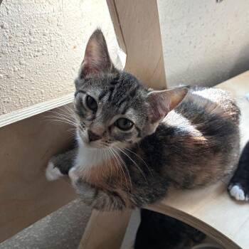 Sparkler -  Domestic Short Hair Cat for Adoption in Bulverde, Texas - Sparkler | PetCurious
