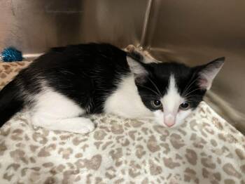 Hestia -  Domestic Short Hair Cat for Adoption in Logan, Utah - Hestia | PetCurious