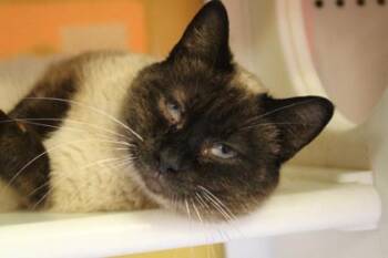 Domestic Short Hair and Siamese Cats Available for Adoption - Otter | PetCurious