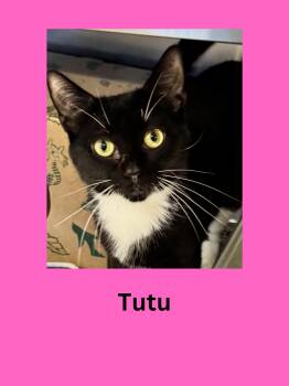 Domestic Short Hair Cats Available for Adoption in Ravenna, Ohio - Tutu | PetCurious