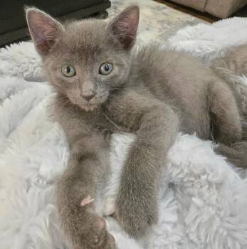 Sesame -  Domestic Short Hair Cat for Adoption in Darien, Georgia - Sesame | PetCurious