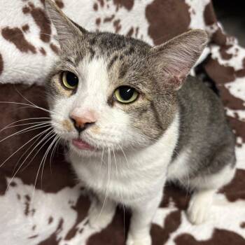 Chance -  Domestic Short Hair Cat for Adoption in Laredo, Texas - Chance | PetCurious