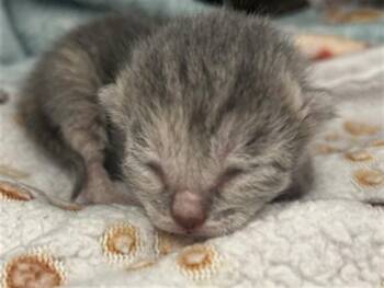 LAUREN -  Domestic Short Hair Cat for Adoption in Dallas, Texas - LAUREN | PetCurious