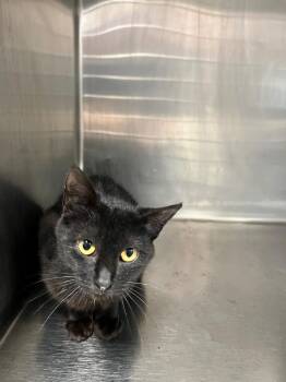 Domestic Short Hair Cats Available for Adoption in Hopkinsville, Kentucky - Annie | PetCurious