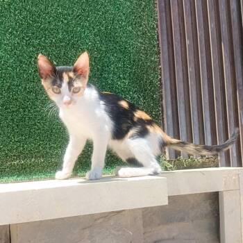 Rescue Calico Cats for Adoption in Brampton, Ontario - Gyptsee | PetCurious