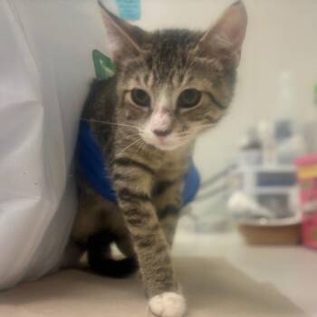 Muffin -  Domestic Short Hair Cat for Adoption in Westhampton, New York - Muffin | PetCurious