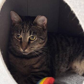 Rescue Tabby Cats for Adoption in Cleveland, Ohio - Jamie | PetCurious