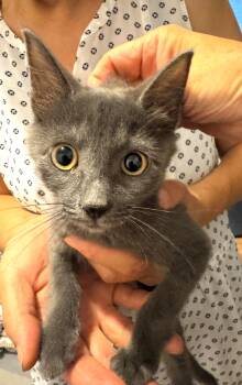 Misty -  Domestic Short Hair Cat for Adoption in New York, New York - Misty | PetCurious