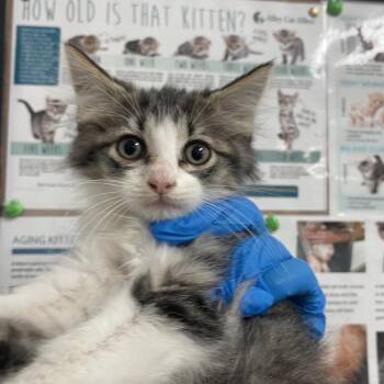 Roxanne -  Domestic Short Hair Cat Available for Adoption in Edinburg, Texas - Roxanne | PetCurious