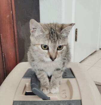 Rescue Domestic Short Hair Cats for Adoption in Walnut Creek, California - Cilantro | PetCurious