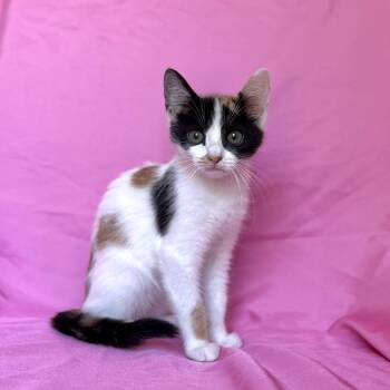 CALLIE -  Domestic Short Hair Cat for Adoption in Rowland Heights, California - CALLIE | PetCurious