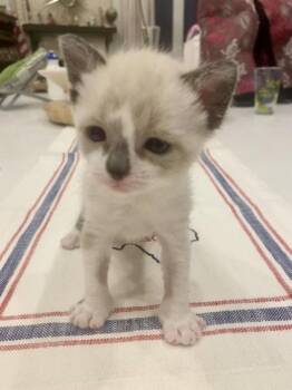 Bluebell -  Snowshoe and Domestic Short Hair Cat for Adoption in Fort Worth, Texas - Bluebell | PetCurious