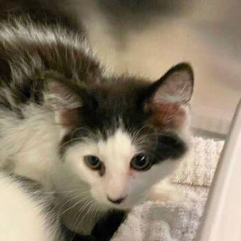 Deck -  Domestic Short Hair Cat for Adoption in Walnut Creek, California - Deck | PetCurious