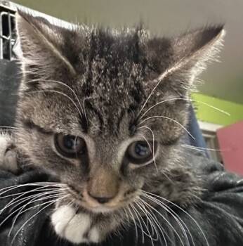 Rescue Domestic Short Hair Cats for Adoption in Spartanburg, South Carolina - Dressing | PetCurious