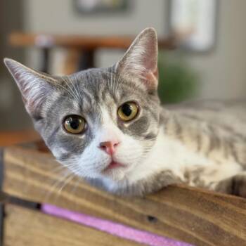 Domestic Short Hair Cats Available for Adoption - Rocky | PetCurious