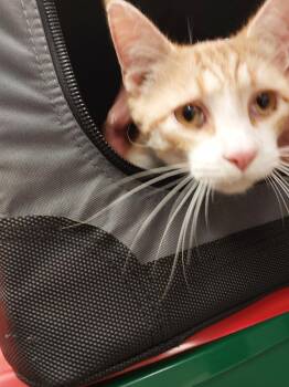 Domestic Short Hair Cats Available for Adoption in Mocksville, North Carolina - Inspector Gadget | PetCurious