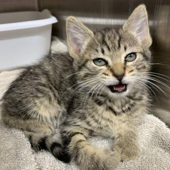 Domestic Short Hair Cats Available for Adoption in Morganton, North Carolina - Thing 1 | PetCurious