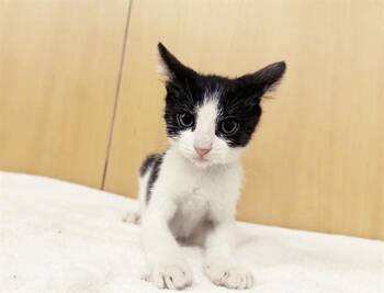MARLIE -  Domestic Short Hair Cat for Adoption in Brentwood, Missouri - MARLIE | PetCurious