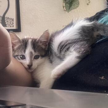 Domestic Short Hair Cats Available for Adoption in Tustin, California - Castor | PetCurious