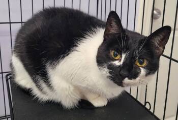 Khloe, Pretty Girl -  Domestic Short Hair Cat for Adoption in Meriden, Connecticut - Khloe, Pretty Girl | PetCurious