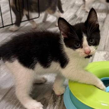 Haunted Hills -  Domestic Short Hair Cat for Adoption - Haunted Hills | PetCurious