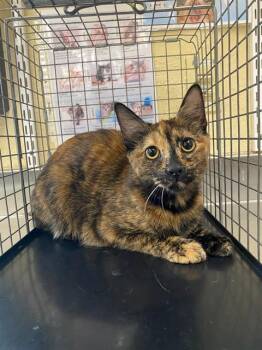 MANDY -  Domestic Short Hair Cat for Adoption in Fort Myers, Florida - MANDY | PetCurious