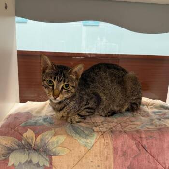 Shelby -  Domestic Short Hair Cat for Adoption in West Palm Beach, Florida - Shelby | PetCurious