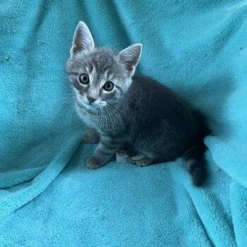 American Shorthair Cats Available for Adoption in Lemoyne, Pennsylvania - CeeCee (I See A CeeCee That Is A Bundle Of Joy And Love!) | PetCurious