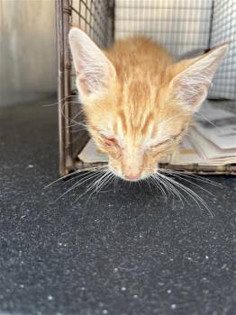 MASON -  Domestic Short Hair Cat for Adoption in San Antonio, Texas - MASON | PetCurious