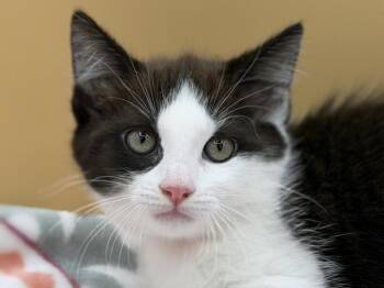 Helen -  Domestic Short Hair Cat for Adoption in Portland, Oregon - Helen | PetCurious