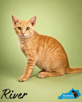 River -  Domestic Short Hair Cat for Adoption in Louisville, Kentucky - River | PetCurious