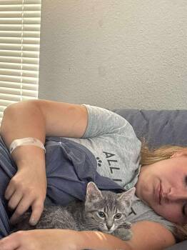 Domestic Short Hair Cats Available for Adoption - HUXLEY | PetCurious