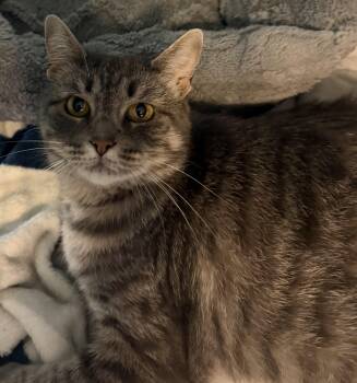 Geneva -  Domestic Short Hair Cat for Adoption in Mears, Michigan - Geneva | PetCurious