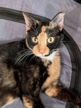 Rescue Domestic Short Hair Cats for Adoption in Ballwin, Missouri - Calista | PetCurious