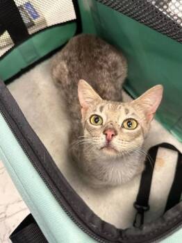 Pecan Crunch Latte -  Domestic Short Hair Cat for Adoption in Atlanta, Georgia - Pecan Crunch Latte | PetCurious