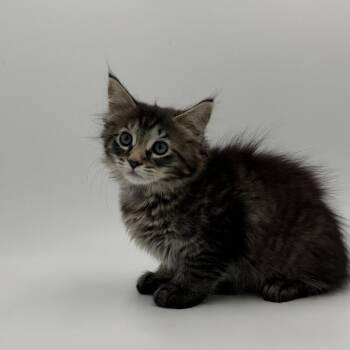 Miriam -  Domestic Medium Hair Cat for Adoption in State College, Pennsylvania - Miriam | PetCurious