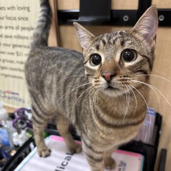 Domestic Short Hair Cats Available for Adoption - Calyso | PetCurious