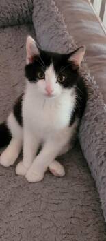 Pip -  Domestic Short Hair Cat for Adoption in Yorktown, Indiana - Pip | PetCurious