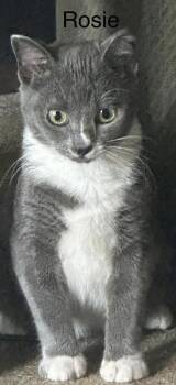 Domestic Short Hair Cats Available for Adoption - Rosie | PetCurious