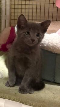 Meadow -  Domestic Short Hair Cat for Adoption in North Babylon, New York - Meadow | PetCurious