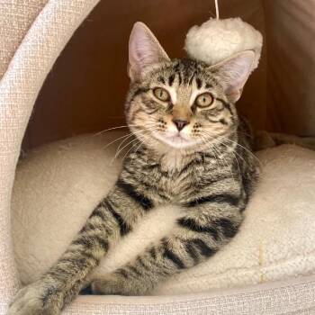 Blue Blaze -  Domestic Short Hair Cat for Adoption in Riverwoods, Illinois - Blue Blaze | PetCurious
