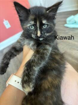 Domestic Medium Hair Cats Available for Adoption in Clinton, South Carolina - Kiawah | PetCurious