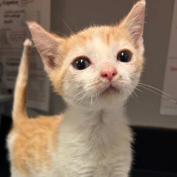 Squat -  Domestic Short Hair Cat for Adoption in Chattanooga, Tennessee - Squat | PetCurious