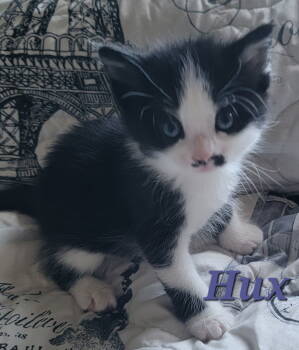 Rescue Domestic Short Hair Cats for Adoption in Williamsburg, Iowa - Hux (Available 12/12/25) | PetCurious