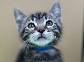 Silkie -  Domestic Medium Hair Cat for Adoption in Portland, Oregon - Silkie | PetCurious
