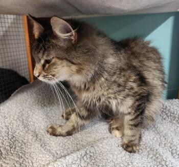 Serenity -  Domestic Long Hair Cat for Adoption in Crossville, Tennessee - Serenity | PetCurious