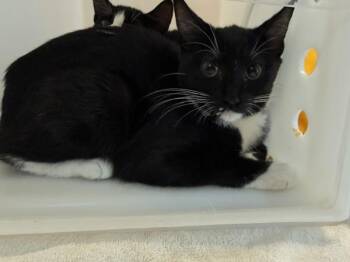 Brook -  Domestic Short Hair Cat for Adoption in New York, New York - Brook | PetCurious