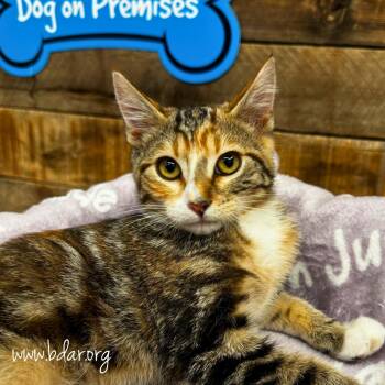 Gillian -  Domestic Short Hair Cat for Adoption in Cheyenne, Wyoming - Gillian | PetCurious