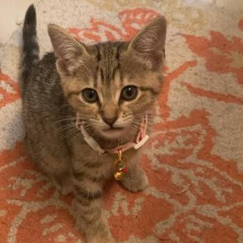 Domestic Short Hair Cats Available for Adoption in Fredericksburg, Virginia - Roxy Music | PetCurious